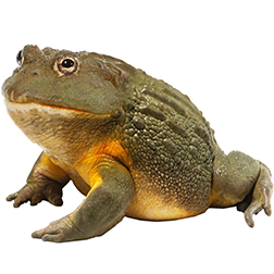 Giant Pixie Frog